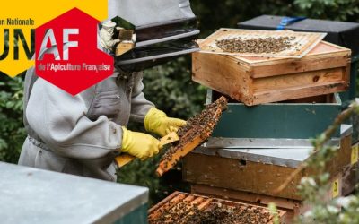 Les capacités d’apprentissage de l’Abeille : dernières découvertes scientifiques